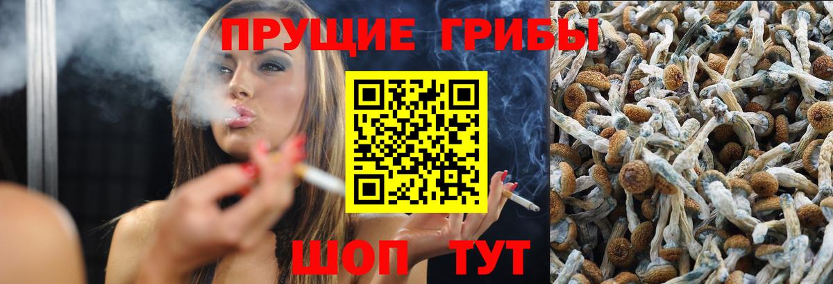 Галлюциногенные грибы Psilocybine cubensis Лесозаводск